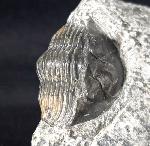 Scabriscutellum hammadi CHATTERTON et al. 2006 - Bild © FossNet FossilienStore